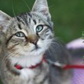 Moteris apsipylė ašaromis: veterinarijos klinikoje numarinta sveika katytė