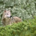 Kuria naujas medžioklės tradicijas: apie nušautą stumbrę ir kodėl reikia mažinti vilkų skaičių