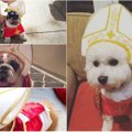 Žaibiškai plintanti nuotraukų mada: šunys – popiežiai