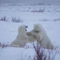 Kanadoje iškritęs sniegas ypač pradžiugino ten gyvenančius baltuosius lokius: neatsispyrė pagundai padūkti