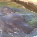 Šri Lankoje išgelbėtas drėkinimo sistemos kanale vos nepražuvęs dramblys