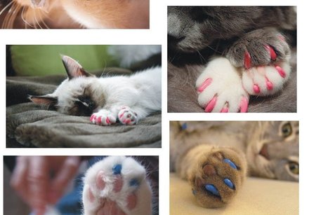 Katės stiliumi besirūpinantys šeimininkai gali rinktis iš gausybės nagų atspalvių