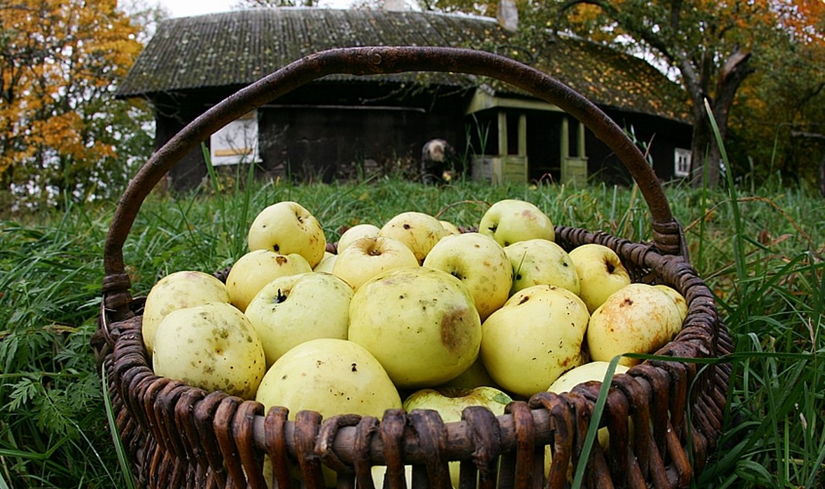 Как выбрать самые вкусные яблоки - Delfi RU