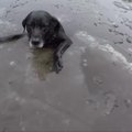 Didžiojoje Britanijoje gyvūnų apsaugos darbuotoja išgelbėjo upėje įlūžusį šunį