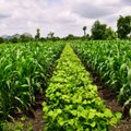 Bearimė žemdirbystė padeda išsaugoti dirvožemį
