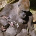 San Diego zoologijos sode gimė Vakarų lygumų gorila