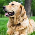 Ko reikia šuniukui: TOP pirkinių sąrašas ir pagrindinės rekomendacijos