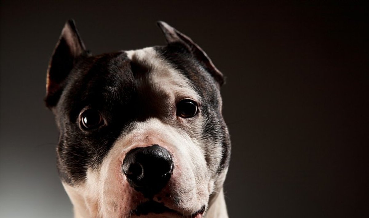 Gyvūnų teisių gynėjai mano, kad dėl šunys dažnai tampa kaimynų konfliktų priežastimi 