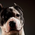 Įspėjimas šunų augintojams: dėl klaidinančios išvaizdos – ir bauda, ir iškeldinimas