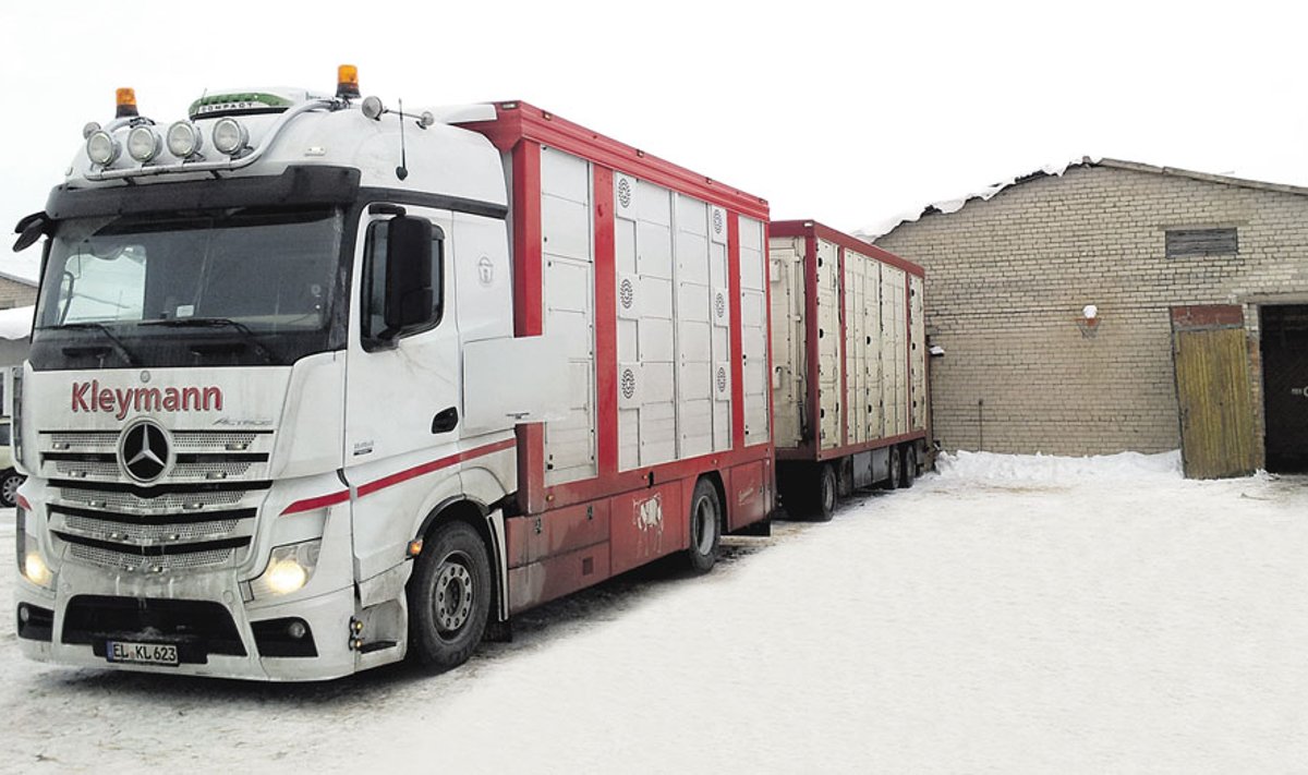 Mėsiniai galvijai iš Lietuvos ūkių į Vokietiją keliauja tokiu furgonu