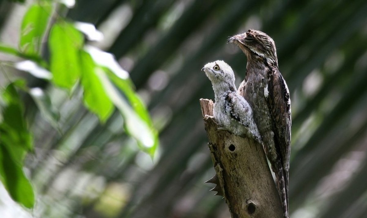 Amazonėje gyvenantis paukštis Potoo