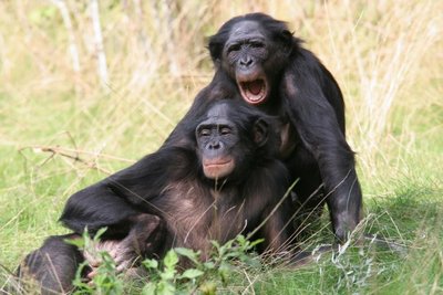Bonobai - į žmogaus kalba panašius garsus leidžiančios beždžionės 