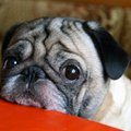 Sugriauna mitus: ar kalytei iš tiesų būtina atsivesti šuniukų?