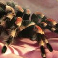 Kaip įveikti vorų fobiją ir juos pamilti?