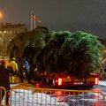 Išskirtiniai vaizdai: su policijos palyda atvežta Vilniaus Kalėdų eglutė