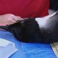 Iš pingvino keliauninko skrandžio medikai pašalino 3 kg smėlio