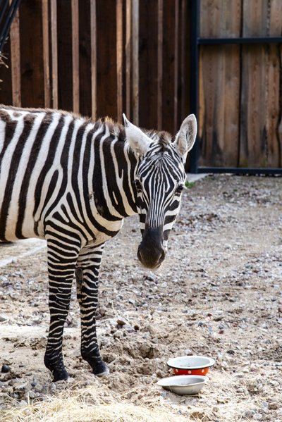 Zebrai sugrįžo į Lietuvos zoologijos sodą