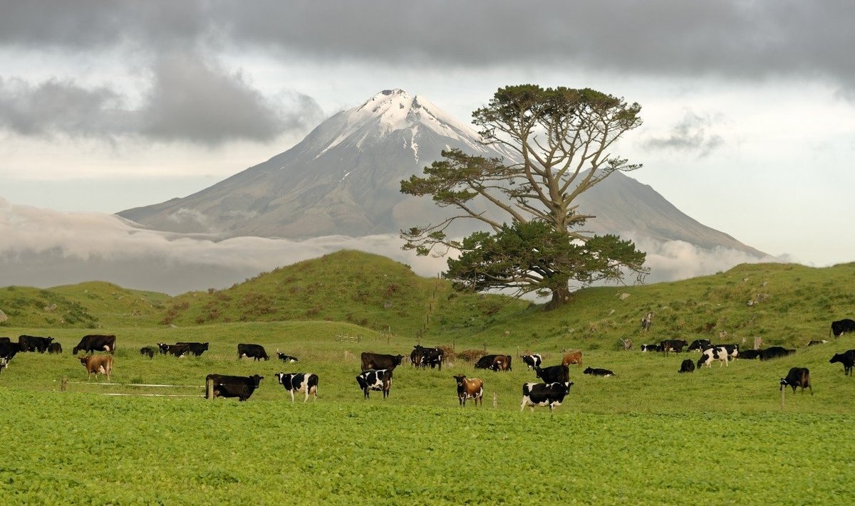 Naujosios Zelandijos pieno ferma
