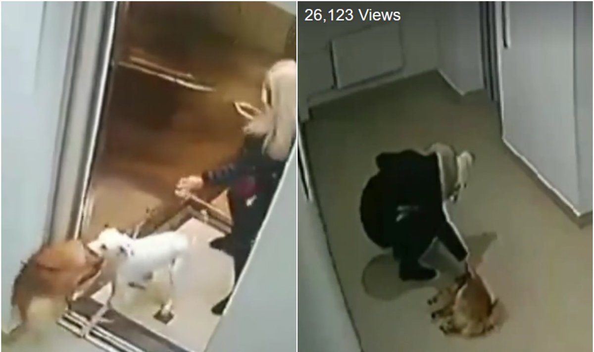 Šunų kova prie lifto