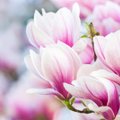 Ne sakuros, bet pritraukia būrius žmonių: Skinderiškio parke – 1000 žydinčių magnolijų