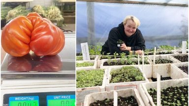 Ūkininkės šiltnamyje – kone kilograminiai pomidorai: papasakojo, kaip augina