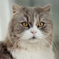 Škotų stačiaausės katės – ramybę mėgstantiems žmonėms