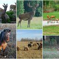 Išskirtinis pasiūlymas: Lietuvoje parduodama sodyba su šimtais laukinių žvėrių