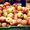 Исследование: в Литве дорожает картошка и дешевеют яблоки