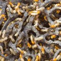 Termitus nuo patogenų apsaugo jų išmatos
