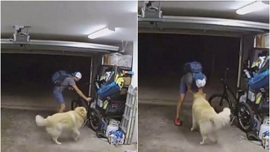 Slaptos kameros užfiksavo neįprastą dviračio vagystę: vagišiui kelią pastojo itin draugiškas šuo