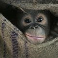 Orangutangai turi savąją „Facebook“ versiją ir geba planuoti