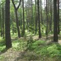Generalinis urėdas: per 10 metų valstybinių miškų vertė padidėjo 1 mlrd. litų