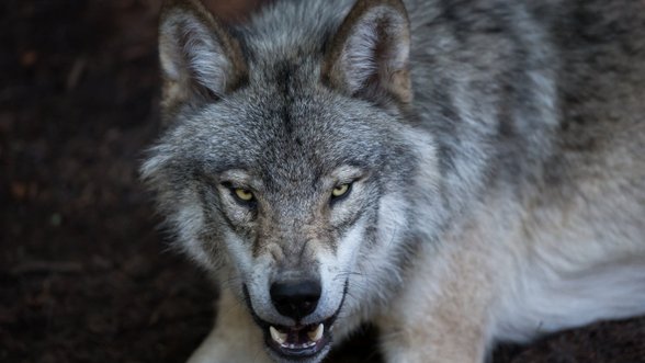 Medžiotojai pradeda žmones išgąsdinusio vienišo vilko klajūno medžioklę