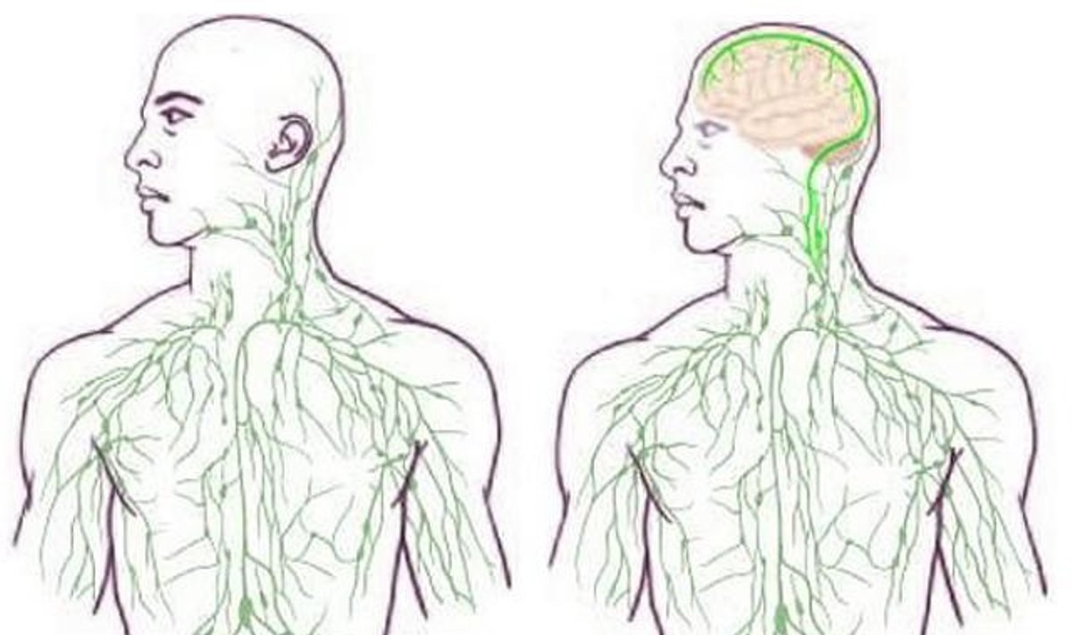 Limfinės sistemos vaizdas: kairėje – kaip ji buvo vaizduojama iki šiol, dešinėje – kaip ji bus iliustruojama naujuose vadovėliuose (Virdžinijos universiteto iliustr.)