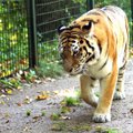 Paryžiuje nukautas iš cirko pabėgęs tigras