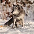 D.Grybauskaitė prašo spręsti vilkų medžioklės klausimą