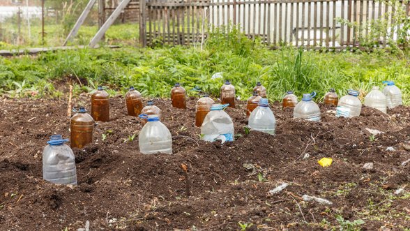 Kodėl lysvėse užkasami 5 l talpos buteliai su vandeniu: šis būdas padės jūsų augalams klestėti