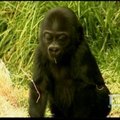 San Francisko zoologijos sode visuomenei pristatytas gorilos mažylis