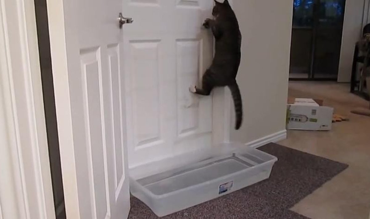 Katinas, kurio nesulaikys jokios durys