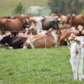 Pieno ūkininkai: mūsų pelną pasiima tarpininkai