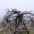 Utenos rajone žiemą pražydo neregėti medžiai