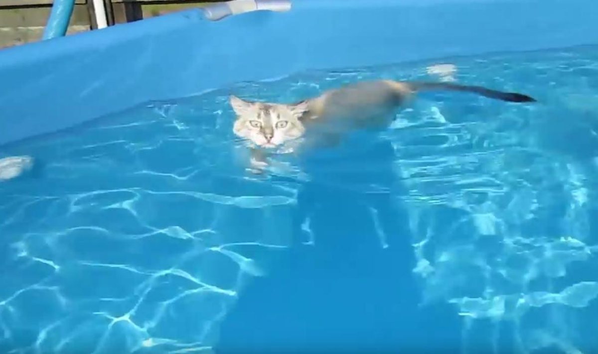 Baseine plaukiojanti katė