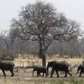 Tanzanijos ministras: dramblių tykančius brakonierius reikia šaudyti vietoje