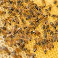 Ant Vilniaus miesto savivaldybės stogo dūgs bitės, per metus – 30 kilogramų medaus
