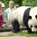 Berlyno zoologijos sode nugaišo lankytojų numylėtinė panda Bao Bao