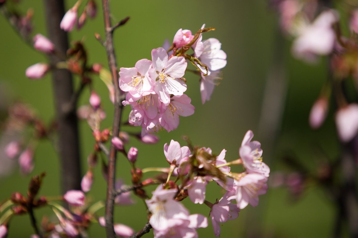 Sakura-trær er ikke bare varslere om våren, men også om globale klimaendringer