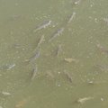 Senkančios upės grasina žuvims