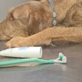 „Miesto šuns dienoraštis"(IV): kaip su šepetėliu valyti augintinio dantis?