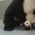 Jaukios akimirkos: didžioji panda maitina savo mažylį