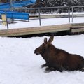 Ežero ledas briedžiukui pasirodė per slidus: smalsuolį teko gelbėti ugniagesiams